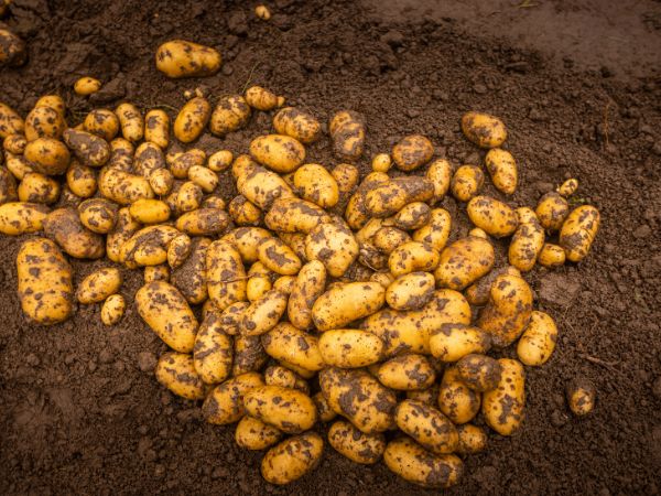Czy uprawa ziemniaków jest opłacalna? Wyjaśniamy